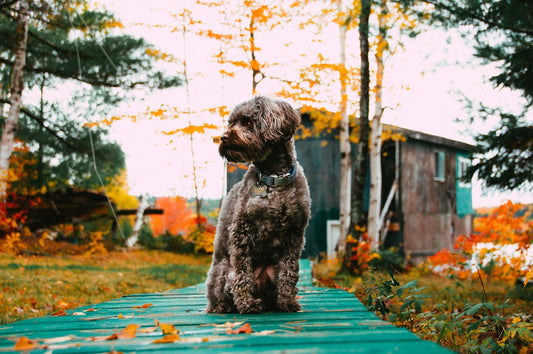 black short coated dog on blue wooden dock during daytime