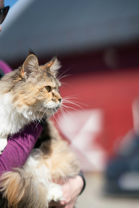 brown and white cat on pink textile