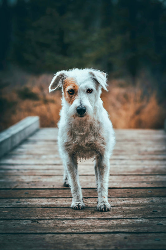 a white dog standing on a wooden bridge