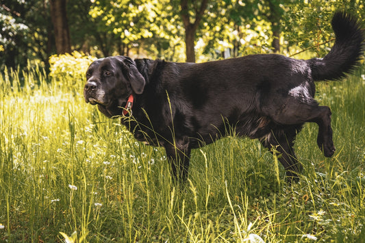 a black dog in a grassy area