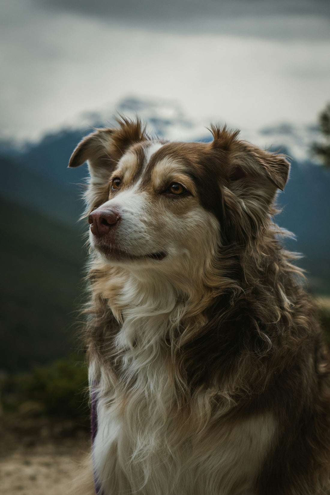 a dog looking at the camera