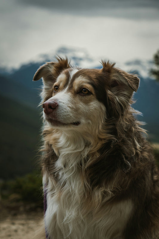 a dog looking at the camera