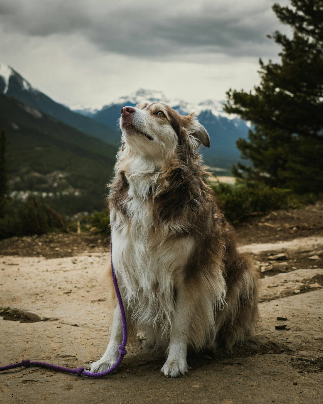 a dog sitting on a beach
