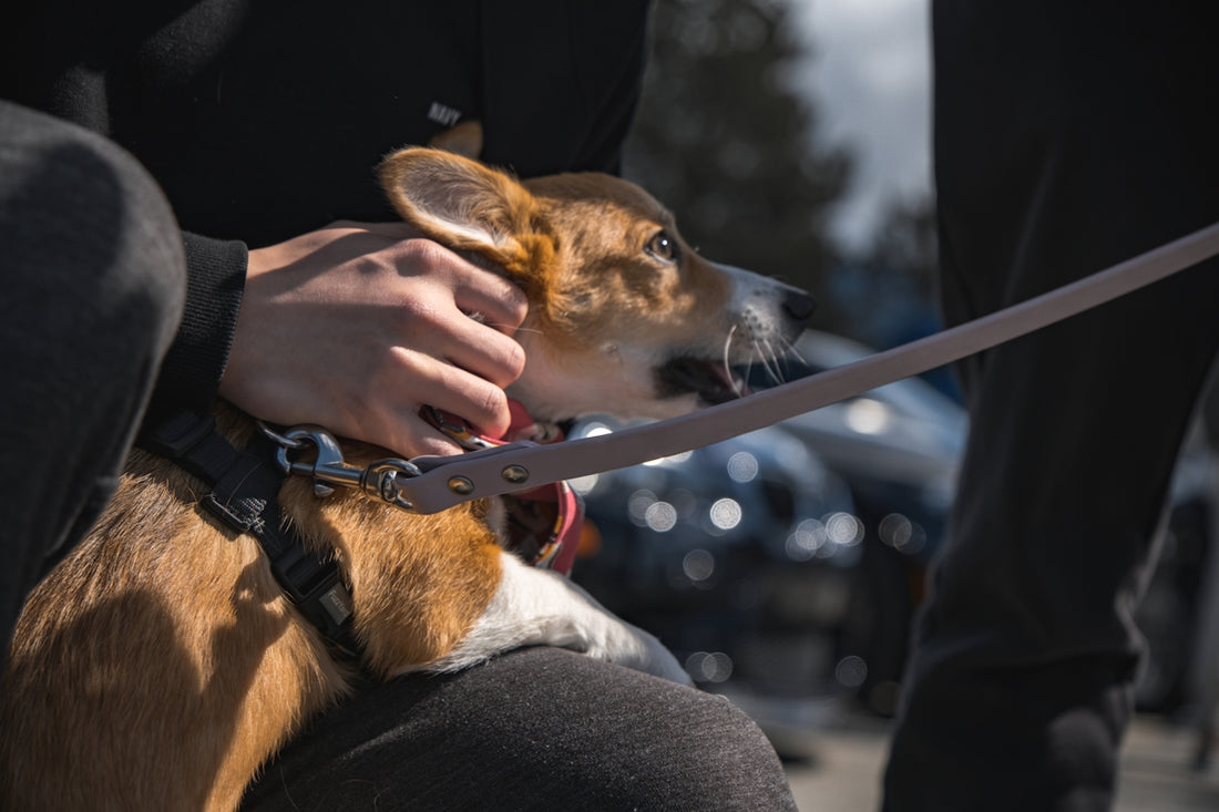 a person holding a gun to a fox's head