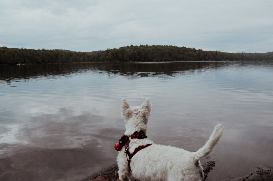 a dog standing on a beach
