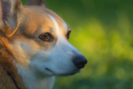 a close up of a dog