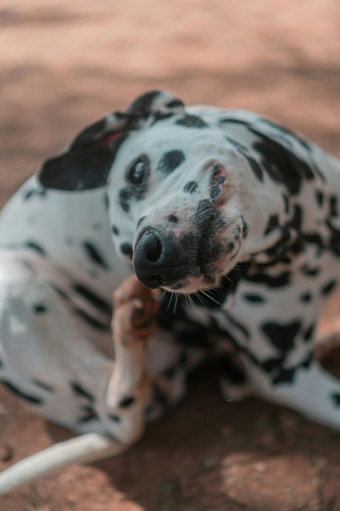 a dalmatian laying on the ground with a stick in its mouth
