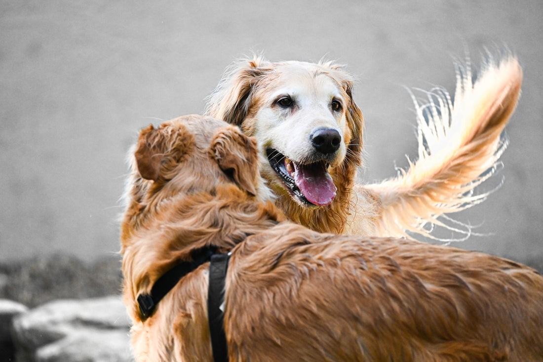 a couple of dogs standing next to each other