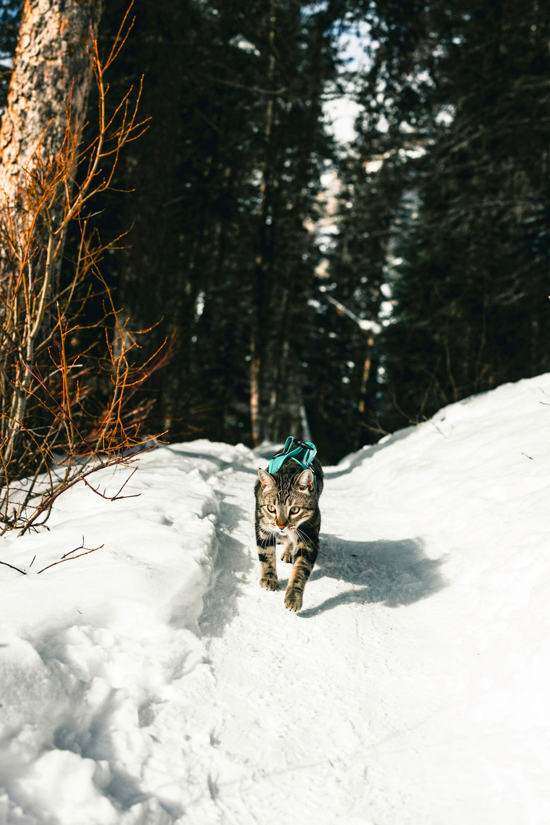 a cat walking across a snow covered forest