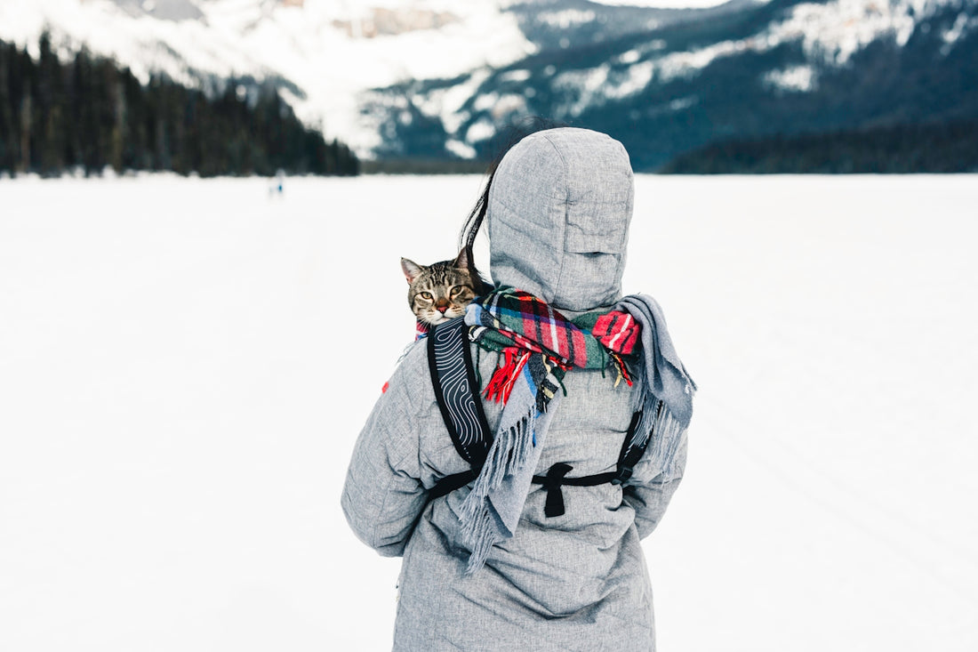 a person with a cat on their back in the snow