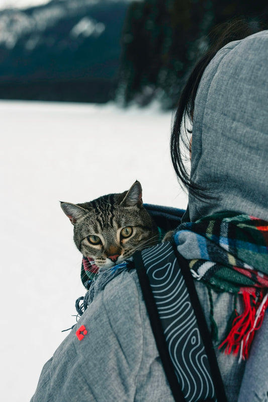 a cat that is sitting in the back of a backpack