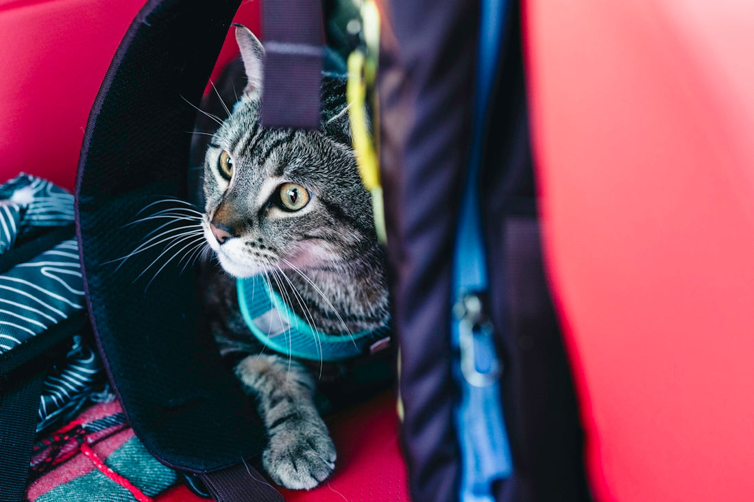 a cat that is sitting in a piece of luggage