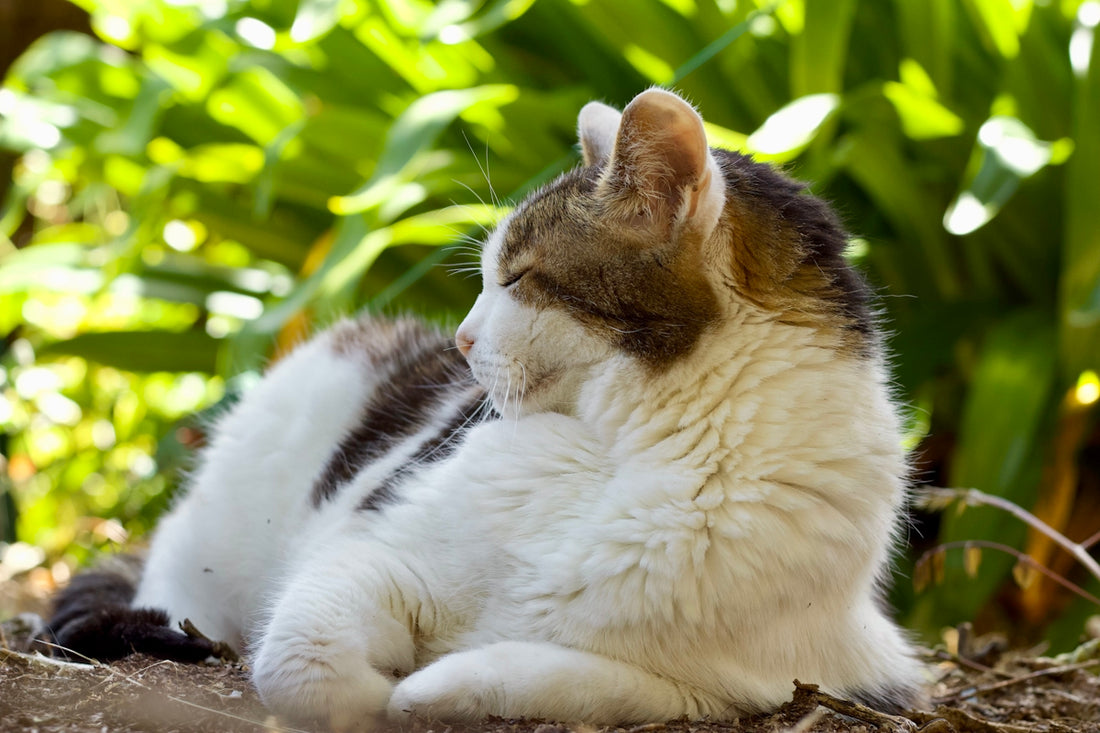 A cat sitting on the ground looking up