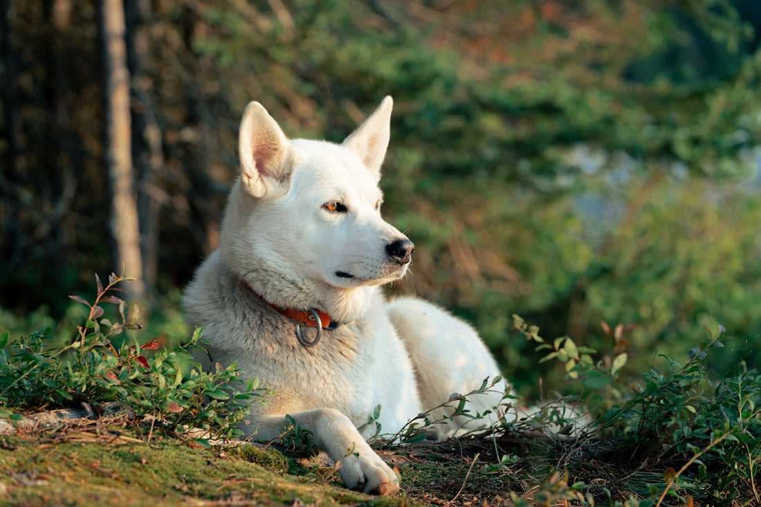 A white dog laying down in the grass