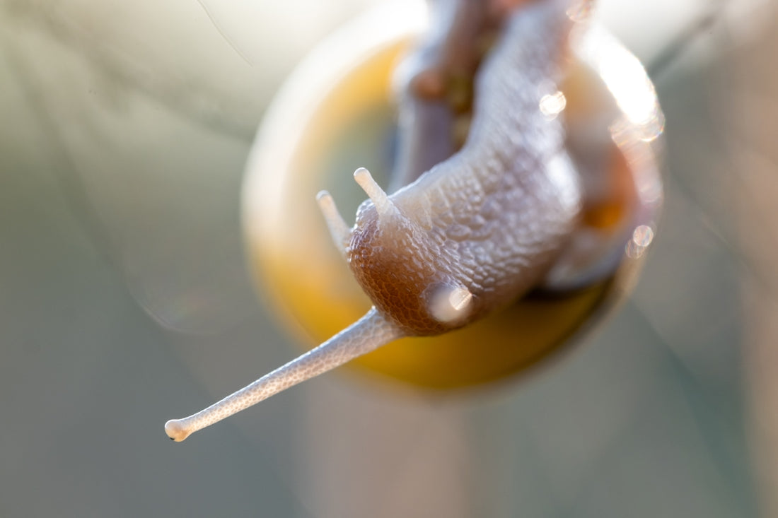 A close up of a hot dog on a stick
