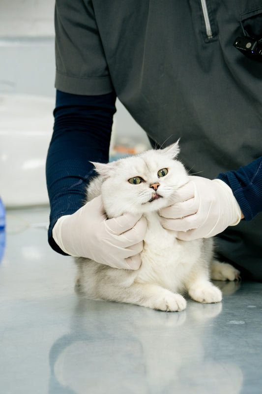 A white cat being examined by a vet