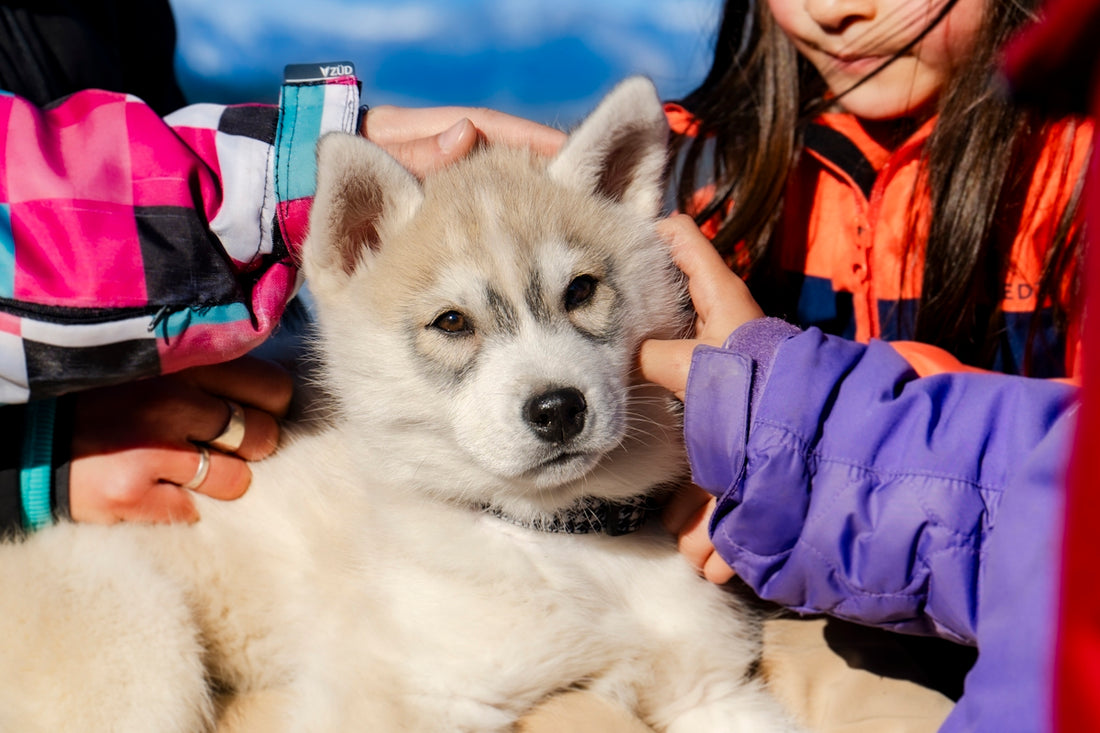 A little girl is petting a husky dog