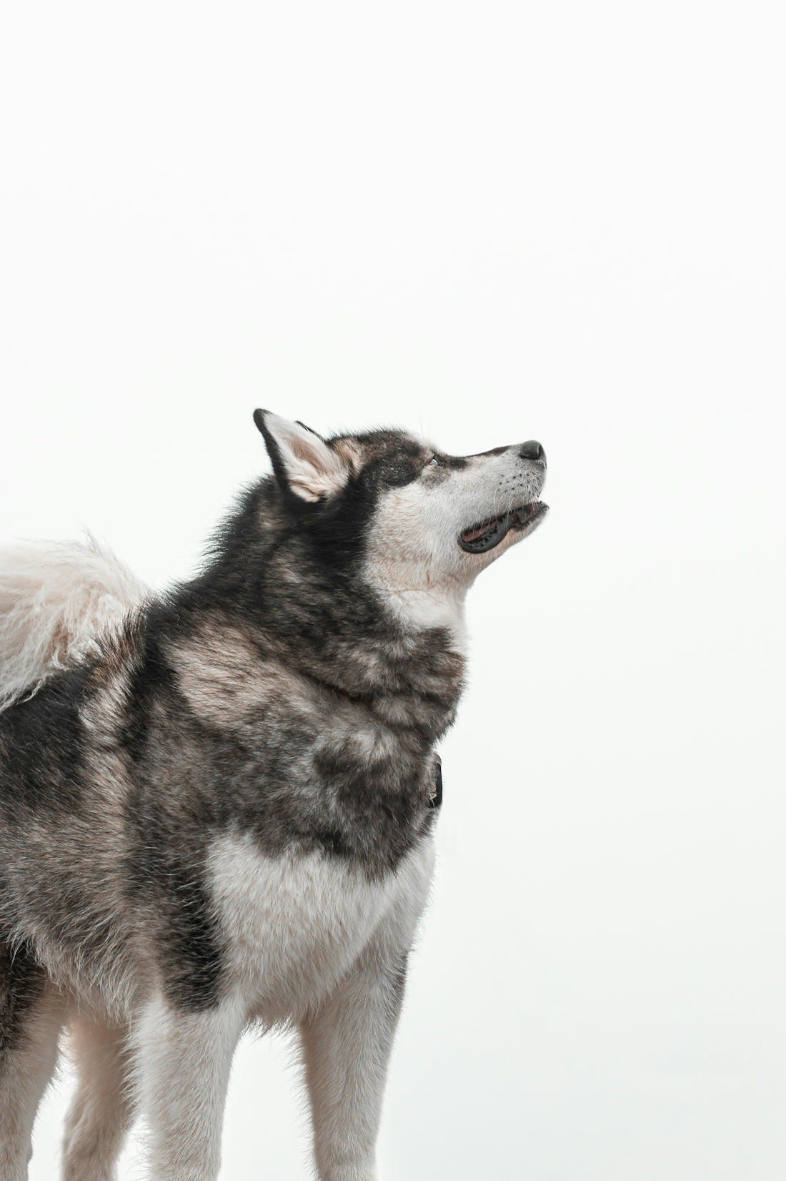A fluffy dog looks up at the sky.