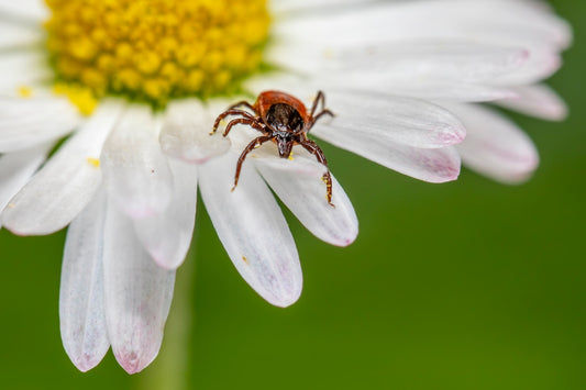 A tick crawls on a daisy flower.