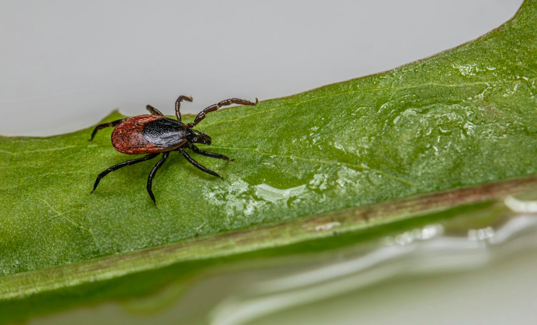 A tick crawls on a green leaf