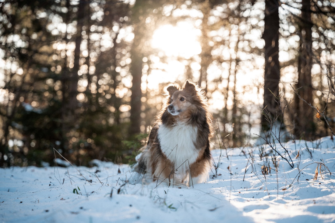 A beautiful dog poses in the snowy forest.