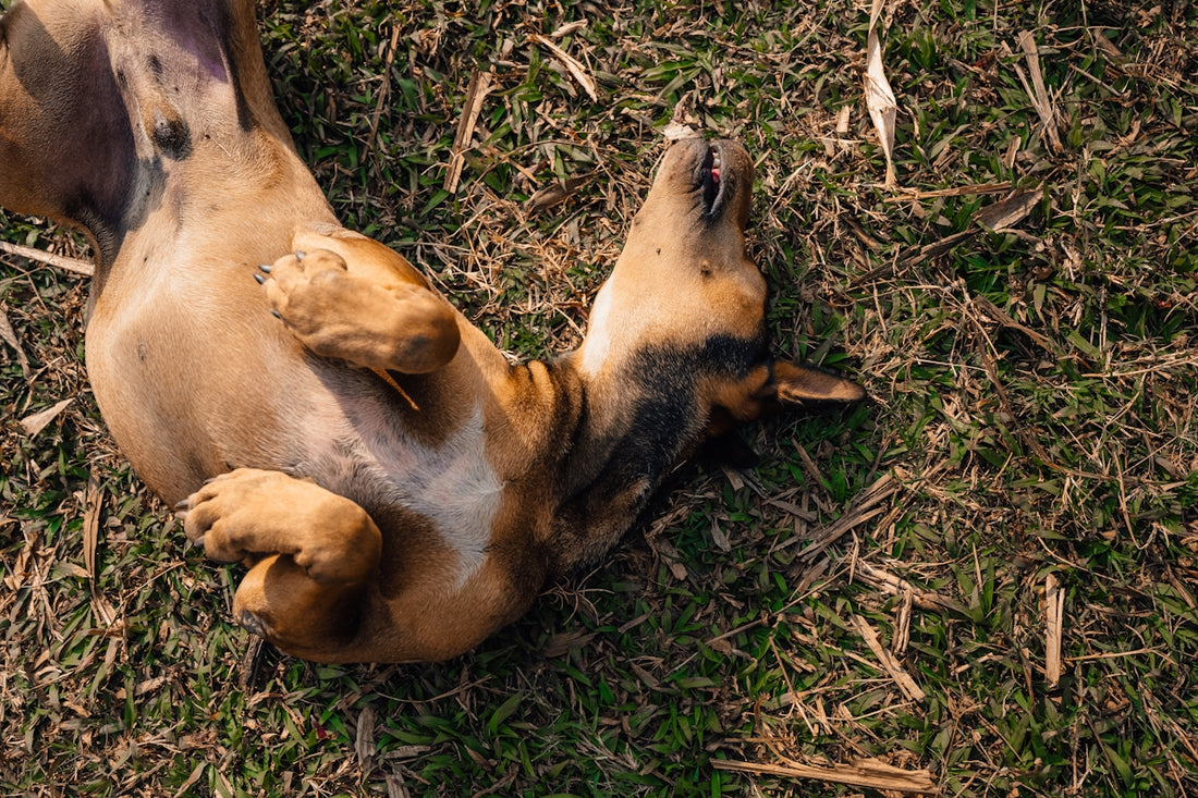 A dog is rolling happily on the ground.
