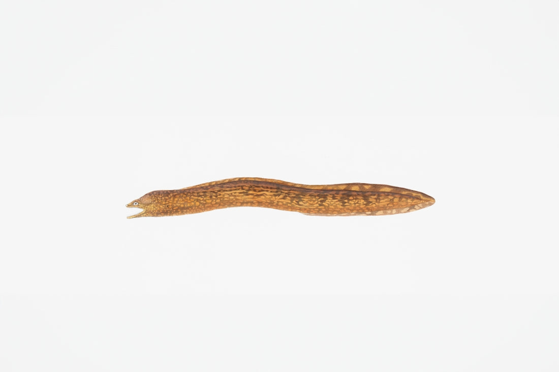 A small brown segmented worm on a white background