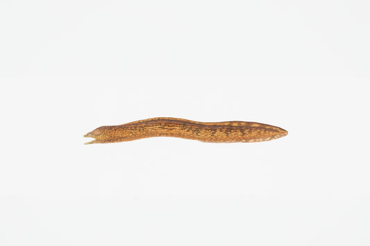 A small brown segmented worm on a white background