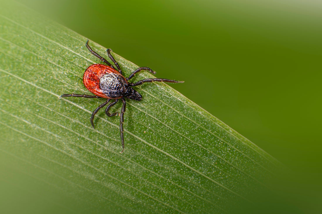 A red and black tick rests on a green leaf.