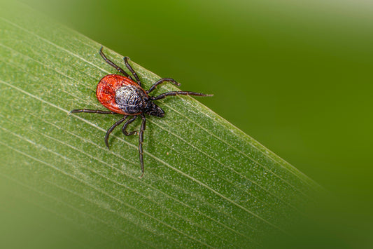 A red and black tick rests on a green leaf.