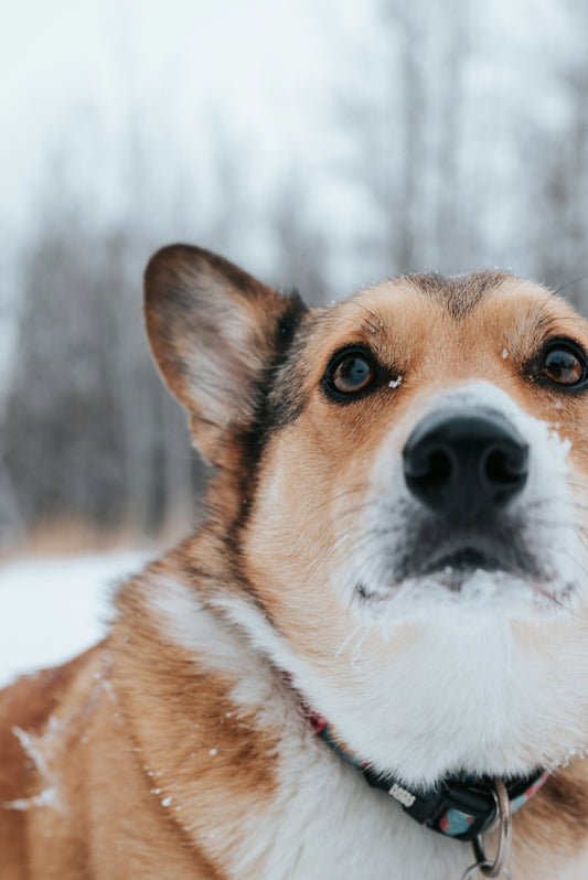 A corgi dog in a snowy forest