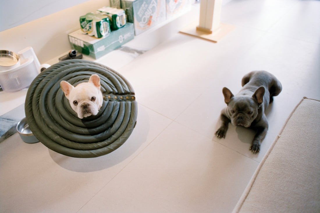 Two french bulldogs on a light-colored floor