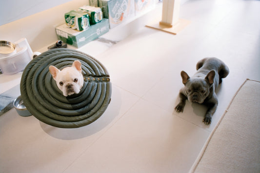 Two french bulldogs on a light-colored floor