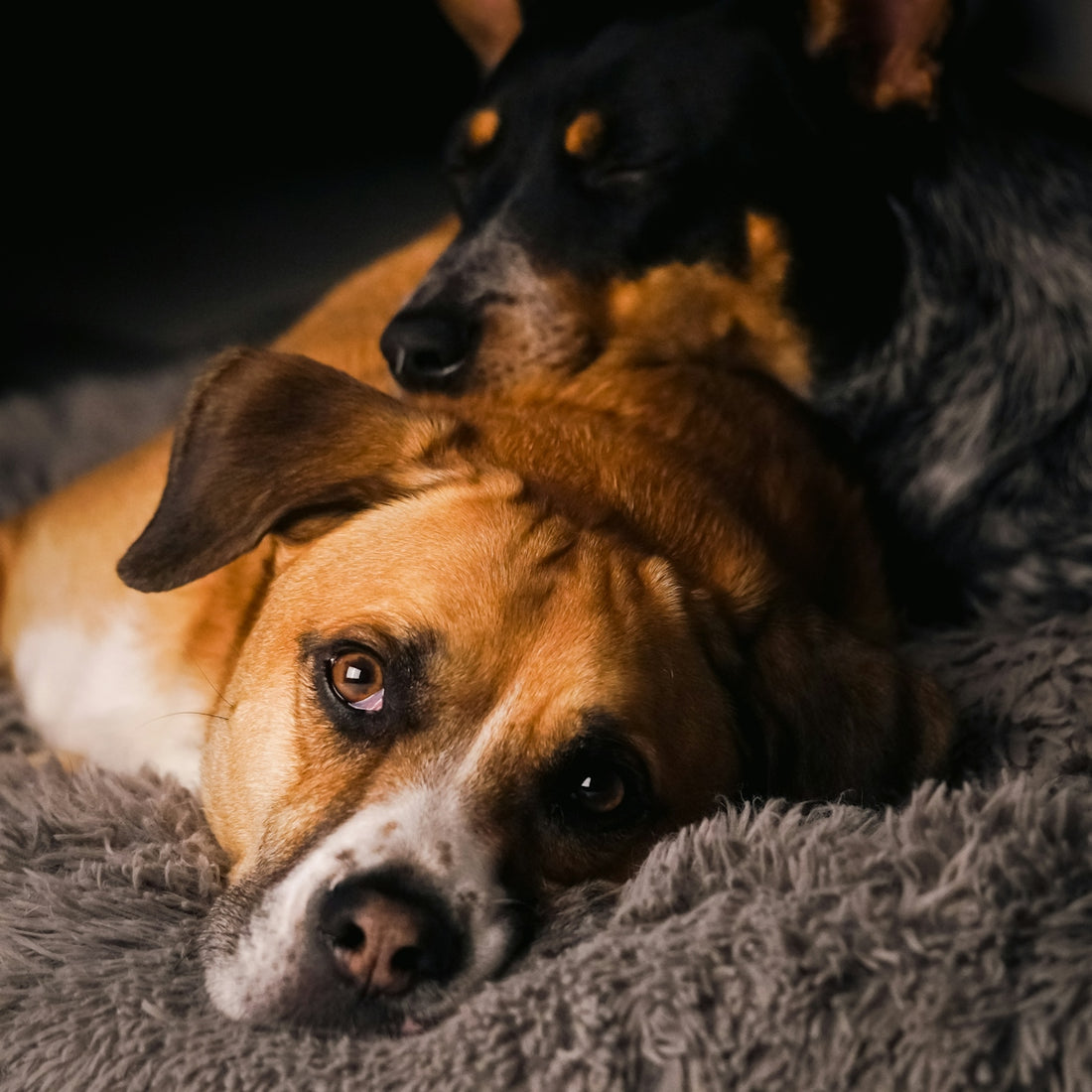 Two dogs cuddling on a soft blanket