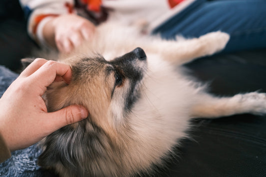 A person petting a fluffy dog on its back.