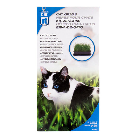 Cat grass