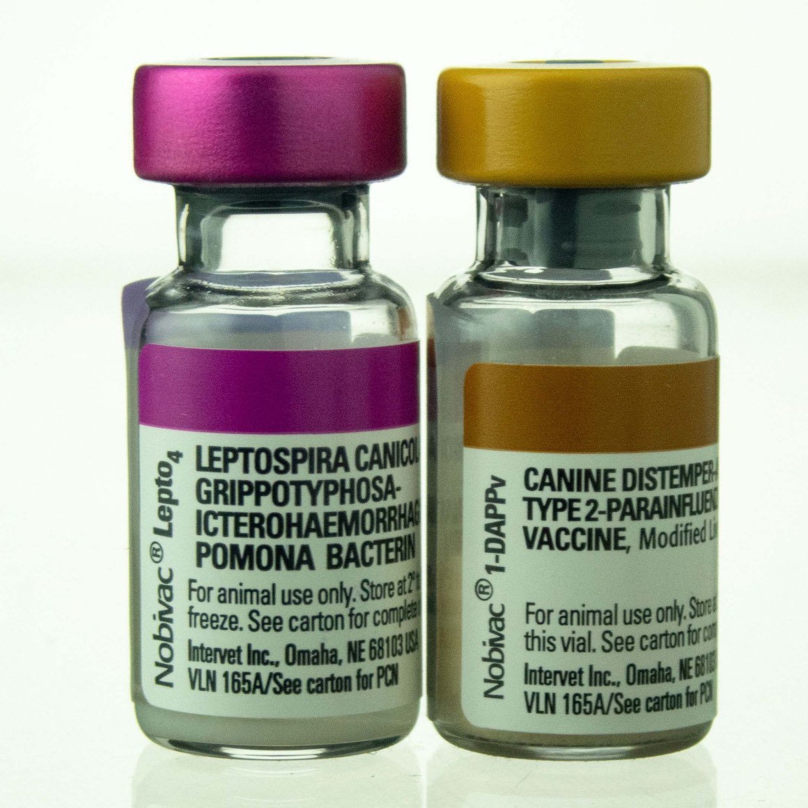 Nobivac Canine 1-DAPPv + Lepto 4