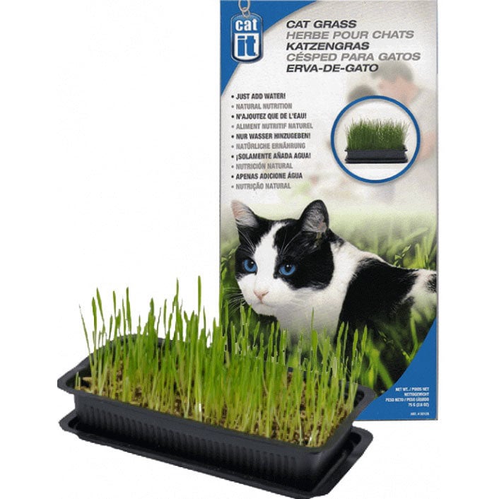 Cat grass