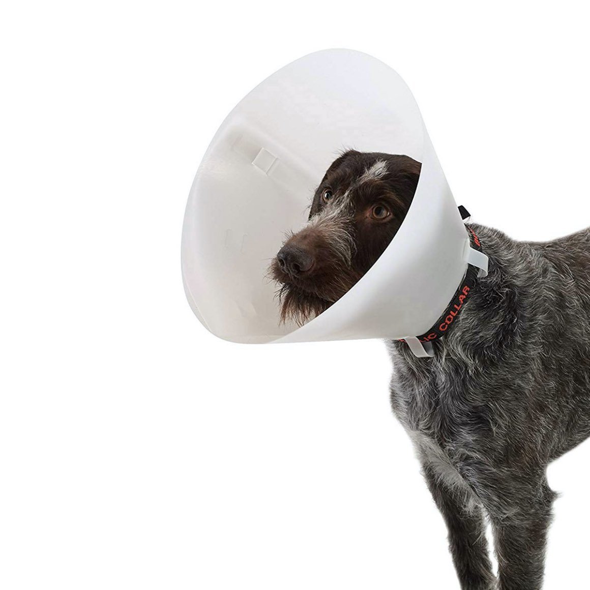 Buster classic collar