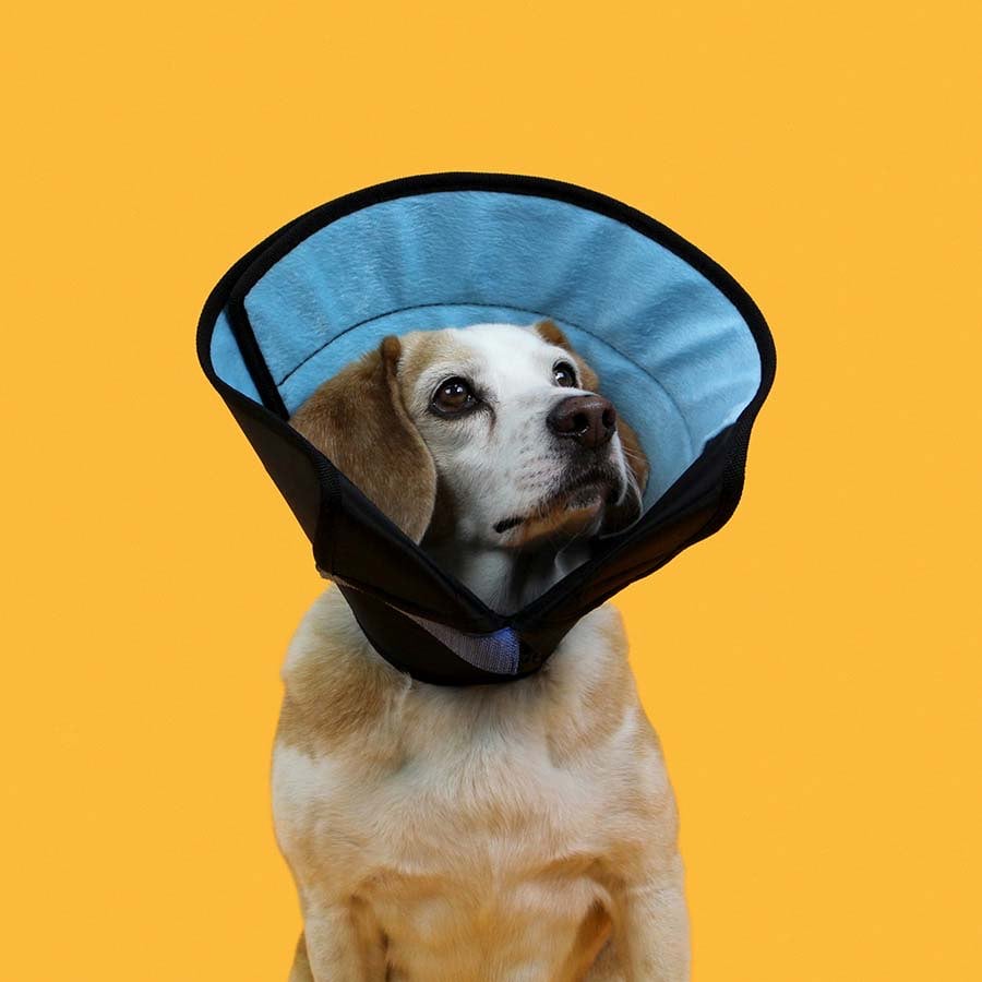 Calmer Collar