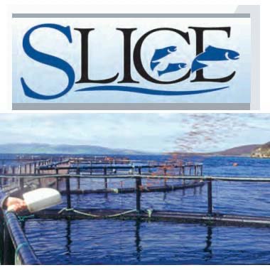Slice