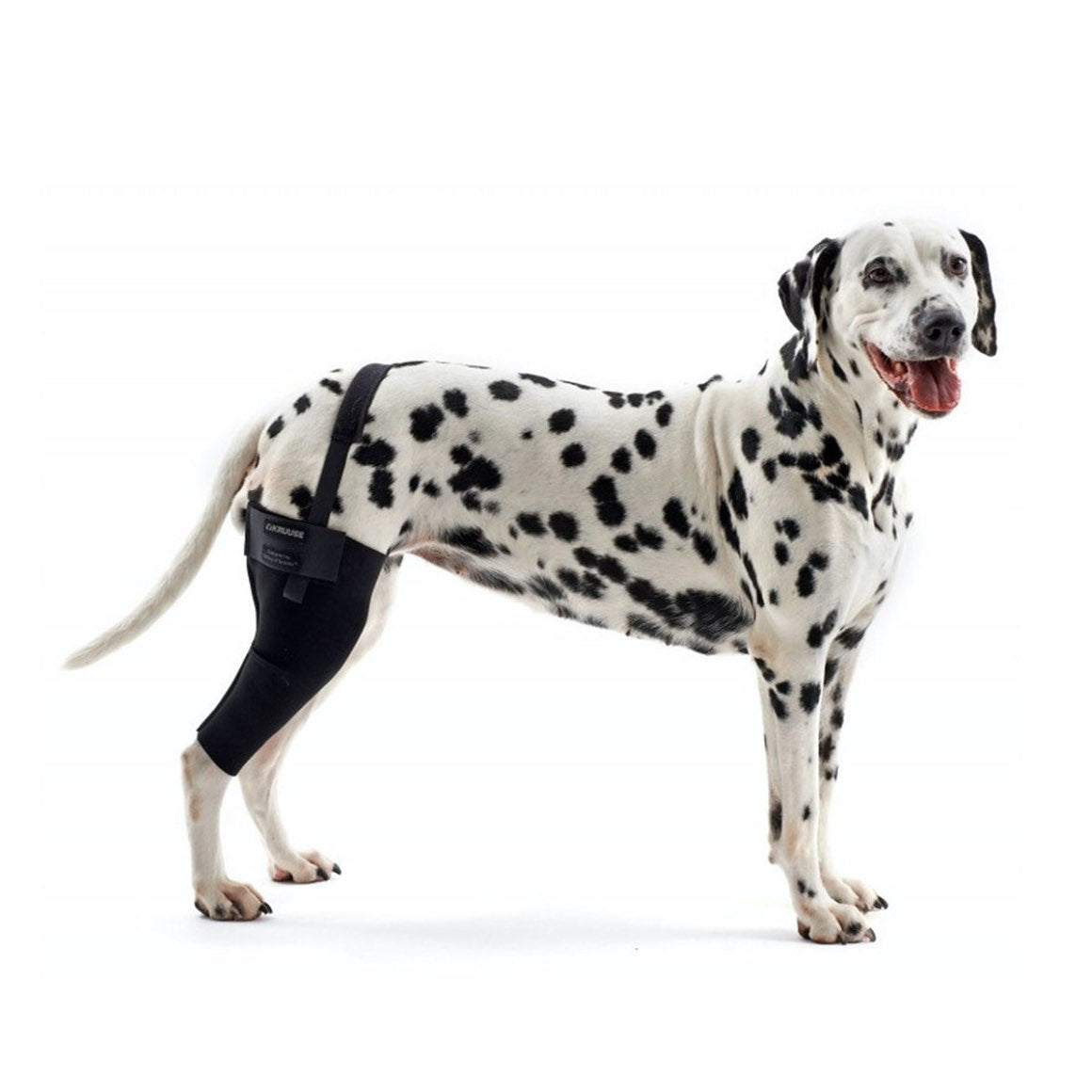 Rehab dog right knee protector