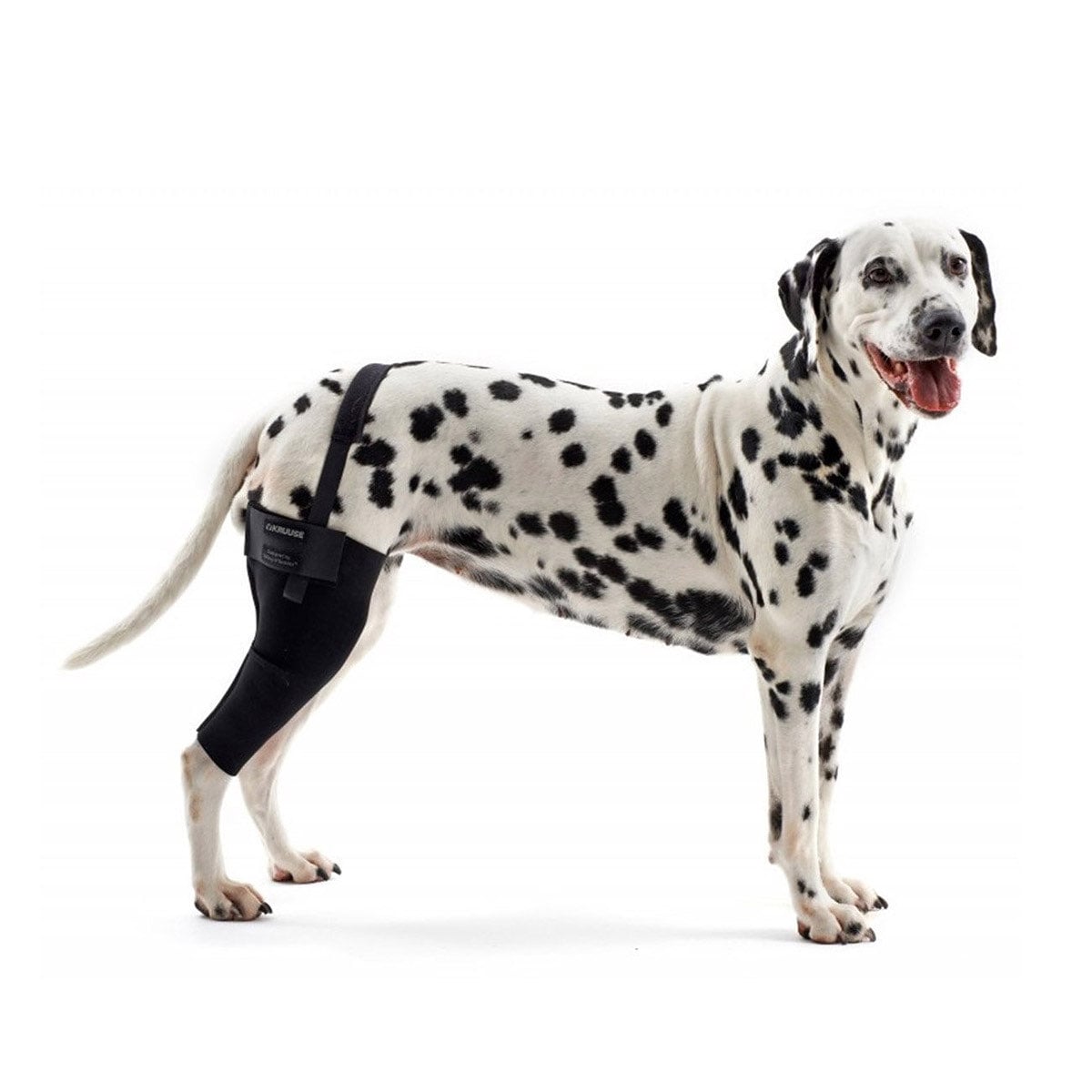 Rehab dog right knee protector