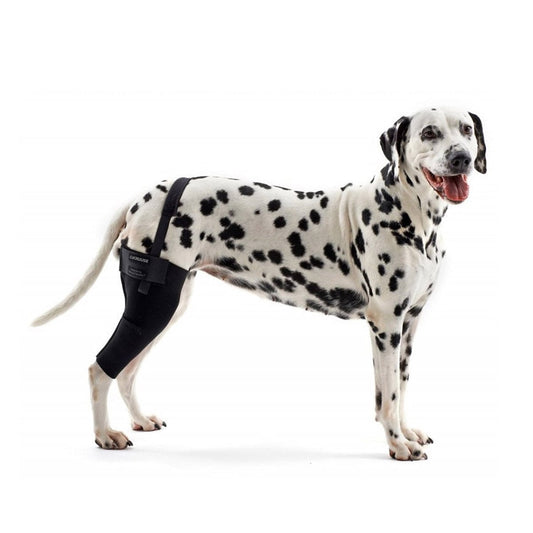 Rehab dog right knee protector