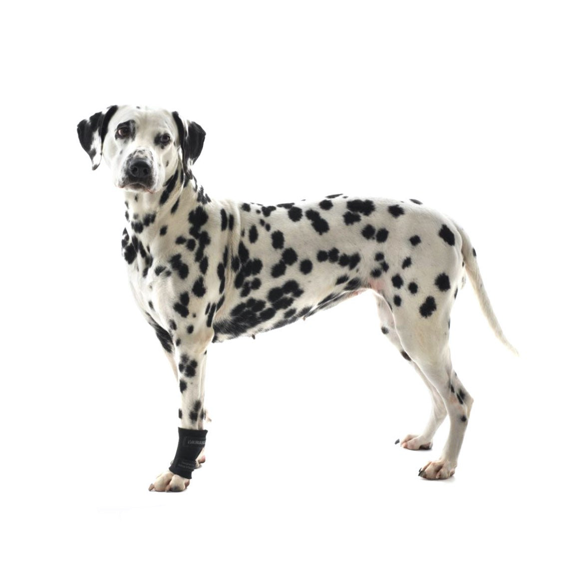 Rehab dog carpal joint protector