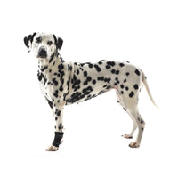 Rehab dog carpal joint protector