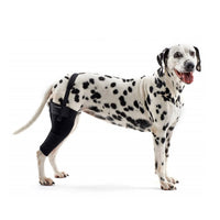 Rehab dog right knee protector