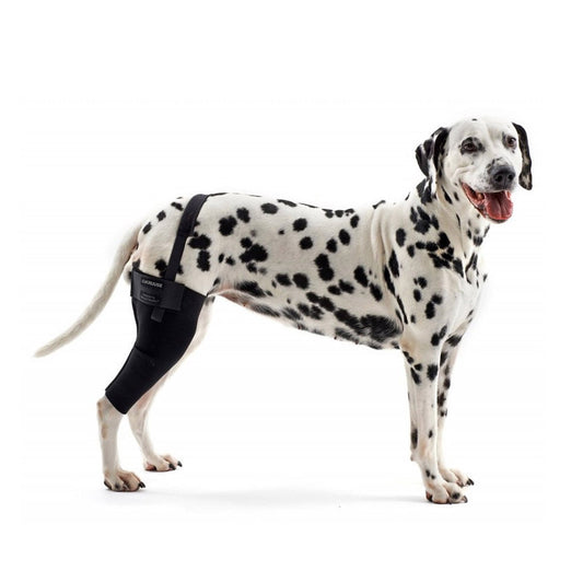 Rehab dog right knee protector