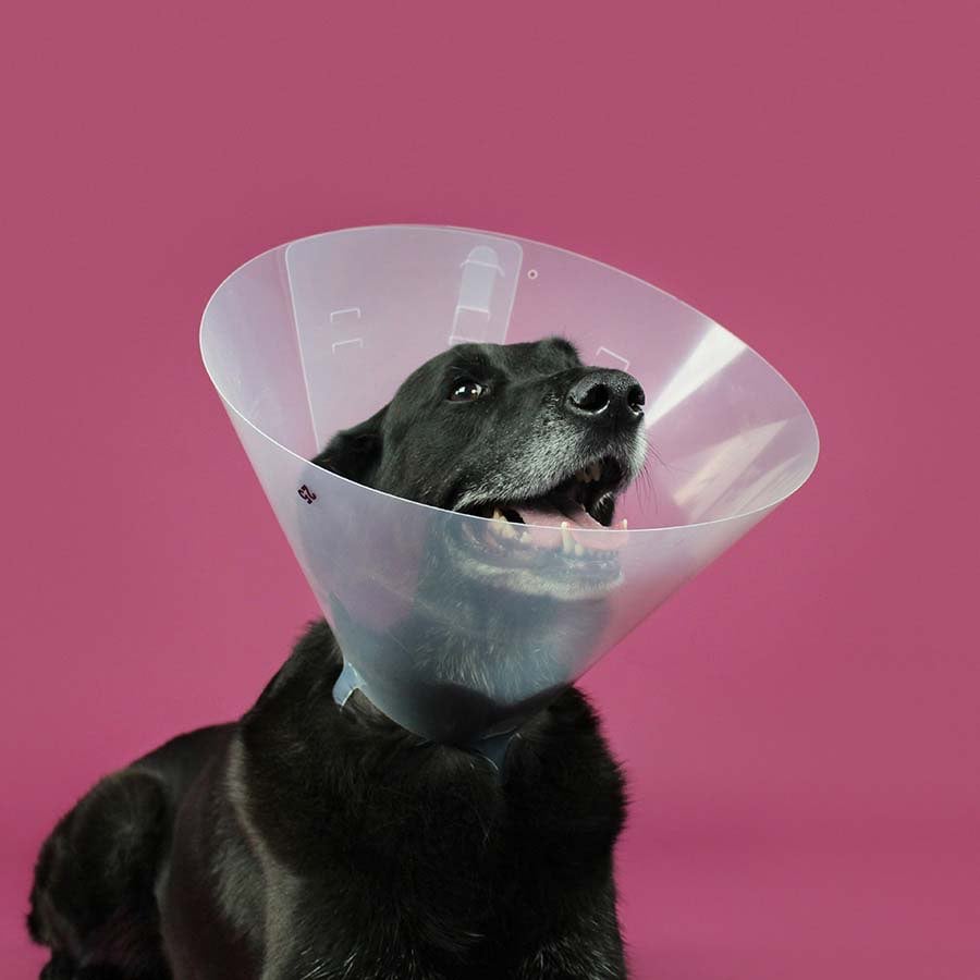 Betsy collar