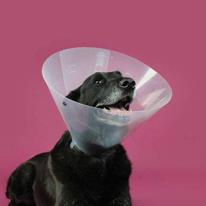 Betsy collar